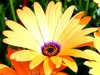Send Free Gerbera Flowers Online